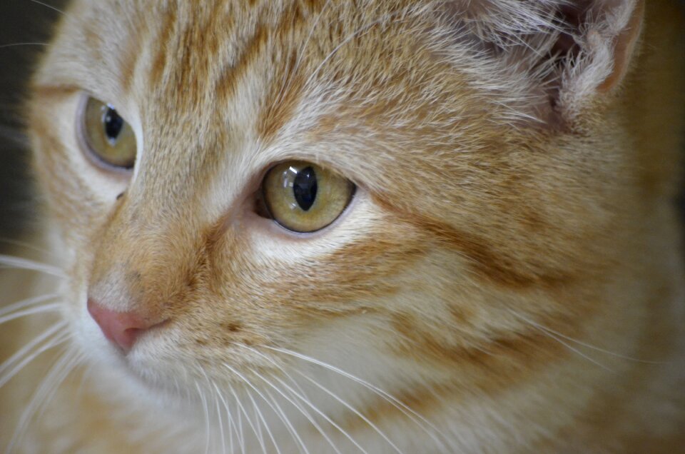 Red cat domestic cat nature