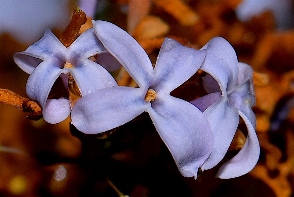 Spring floral blossom