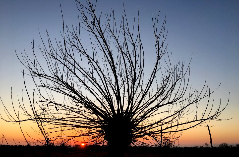 Landscape tranquility tree