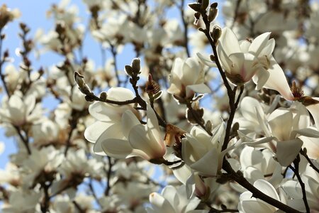 Magnolia white flower photo