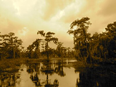 Tree lake air boat