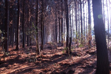 Nature trees landscape