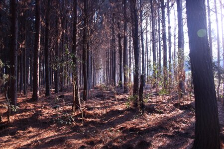 Nature trees landscape photo