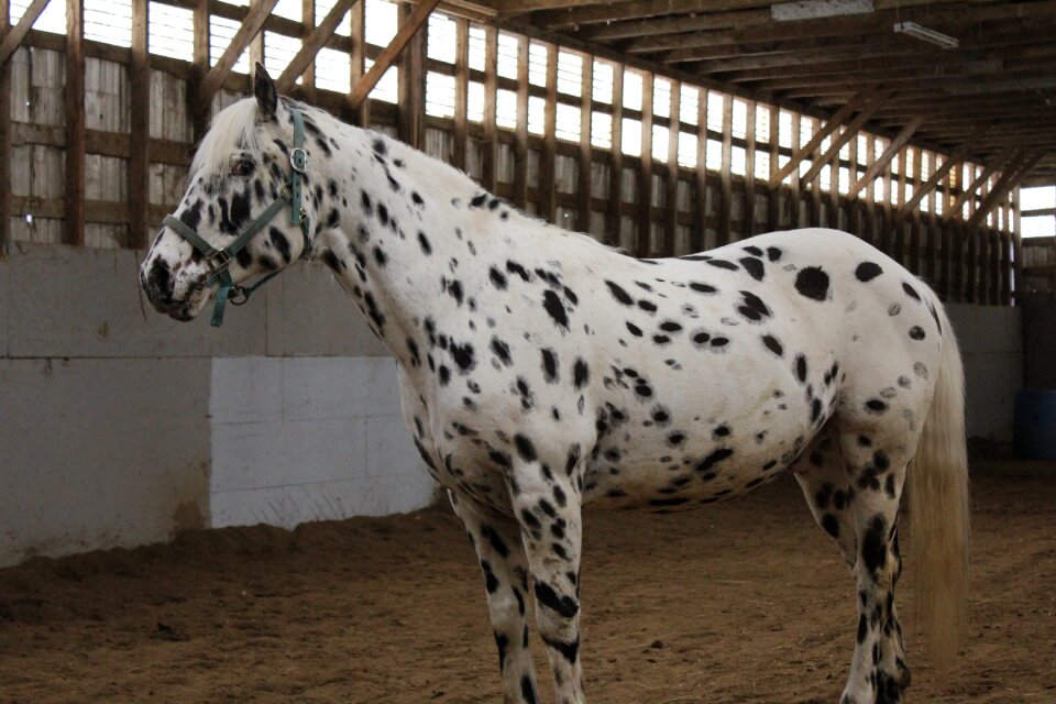 Field stable animal