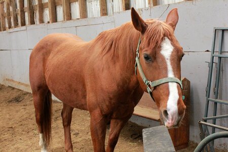 Field stable animal photo