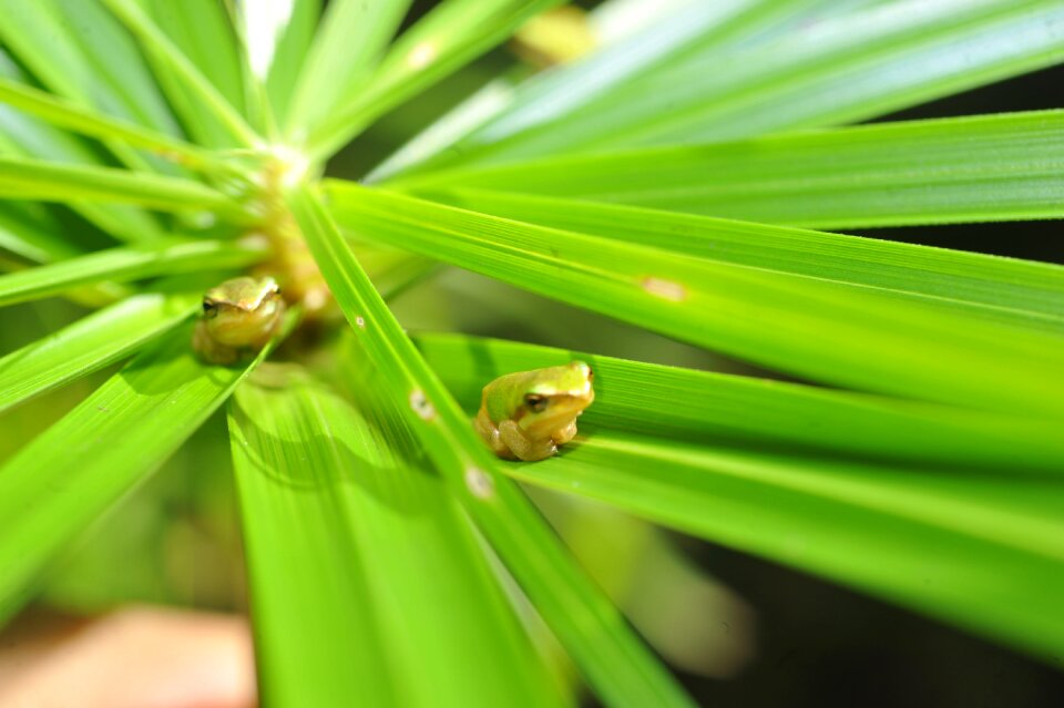 Baby green frog in palm frond frog hiding in palm frond small green tree frog in palm frond