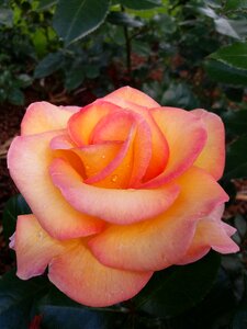 Rose pistil flower