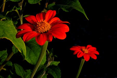 Autumn garden plant blossom