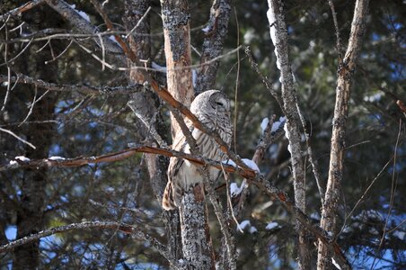 Bird gray owl photo