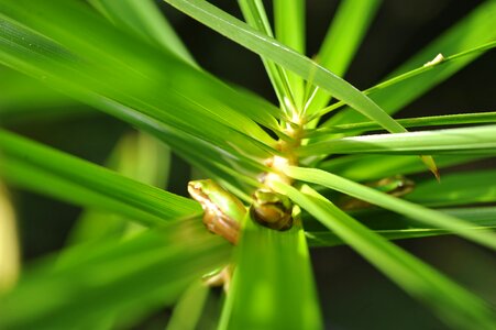 Baby green frog in palm frond frog hiding in palm frond green tree frog in palm frond photo