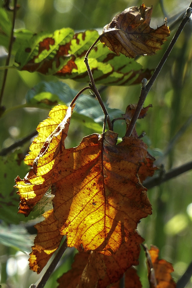 Fall leaves colorful