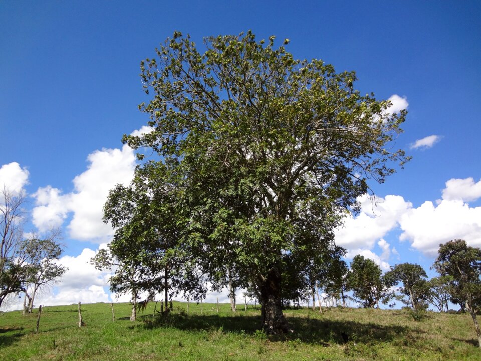 Nature trees peace