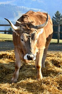 Horns ruminant animal world