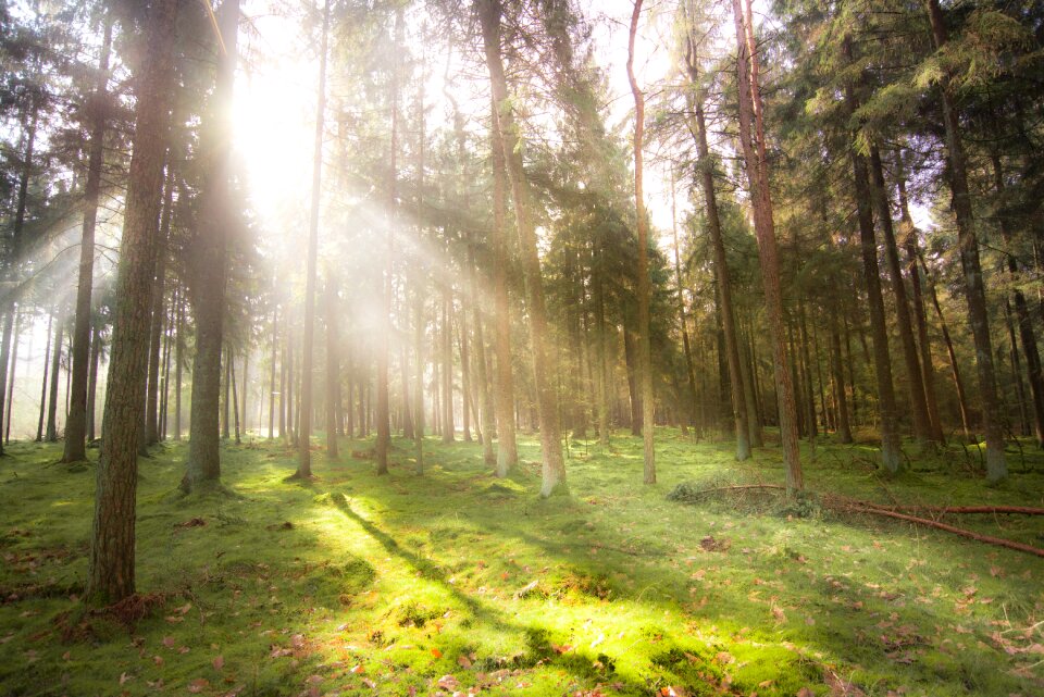 Fog breaking light