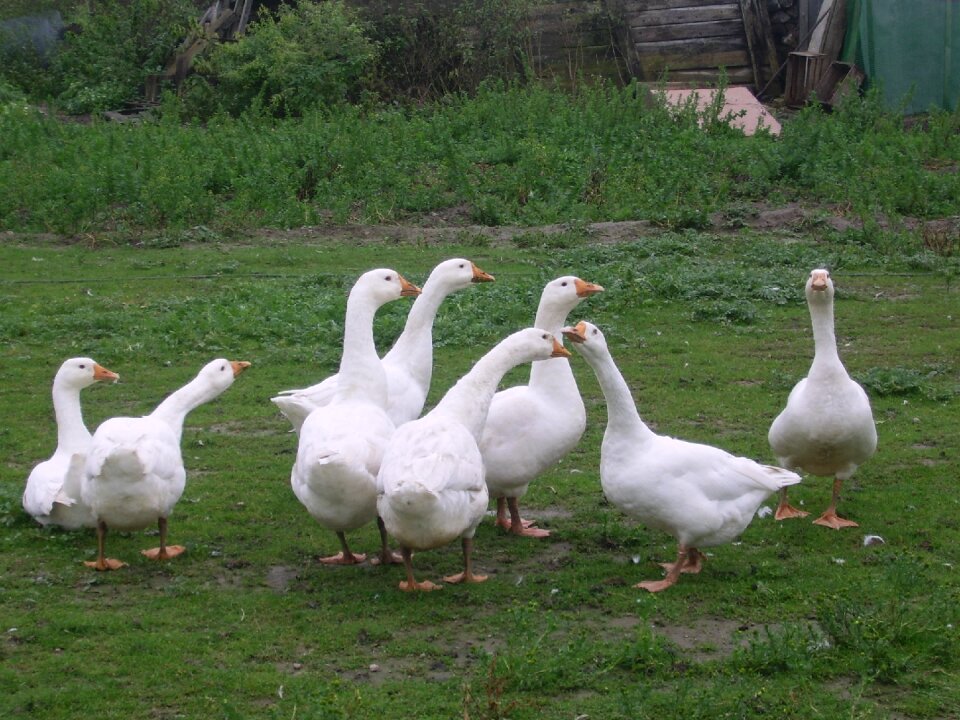 Geese nature summer