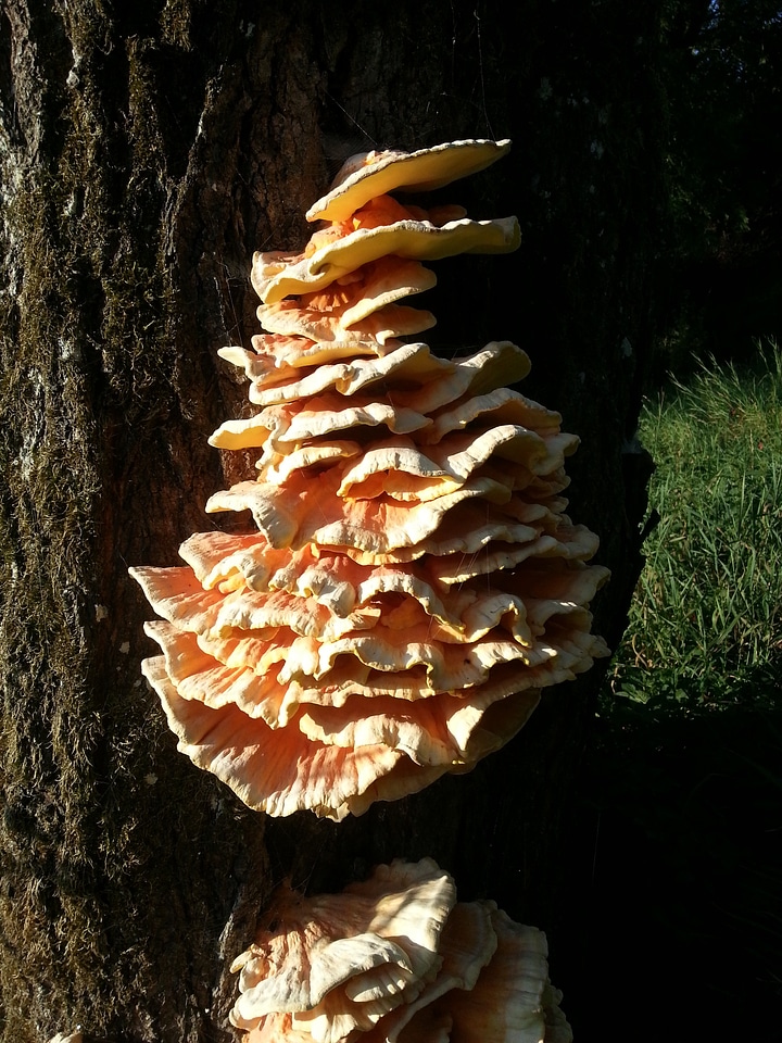 Tree fungus mushrooms on tree baumschwamm
