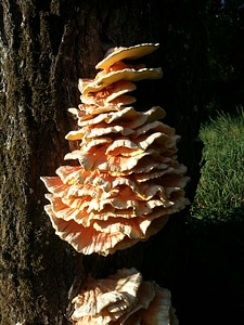 Tree fungus mushrooms on tree baumschwamm