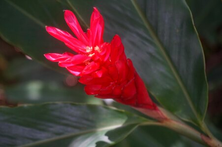 Summer tropical design