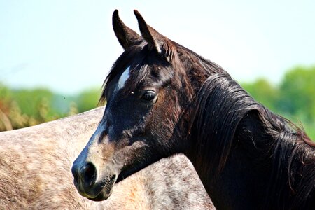 Thoroughbred arabian brown mold pasture photo