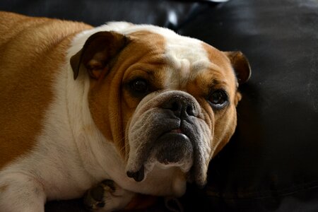 Dog look cute