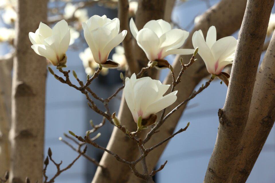 Magnolia white flower