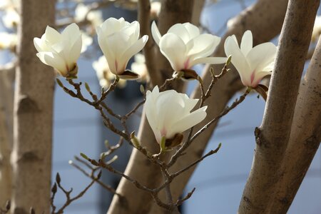 Magnolia white flower photo