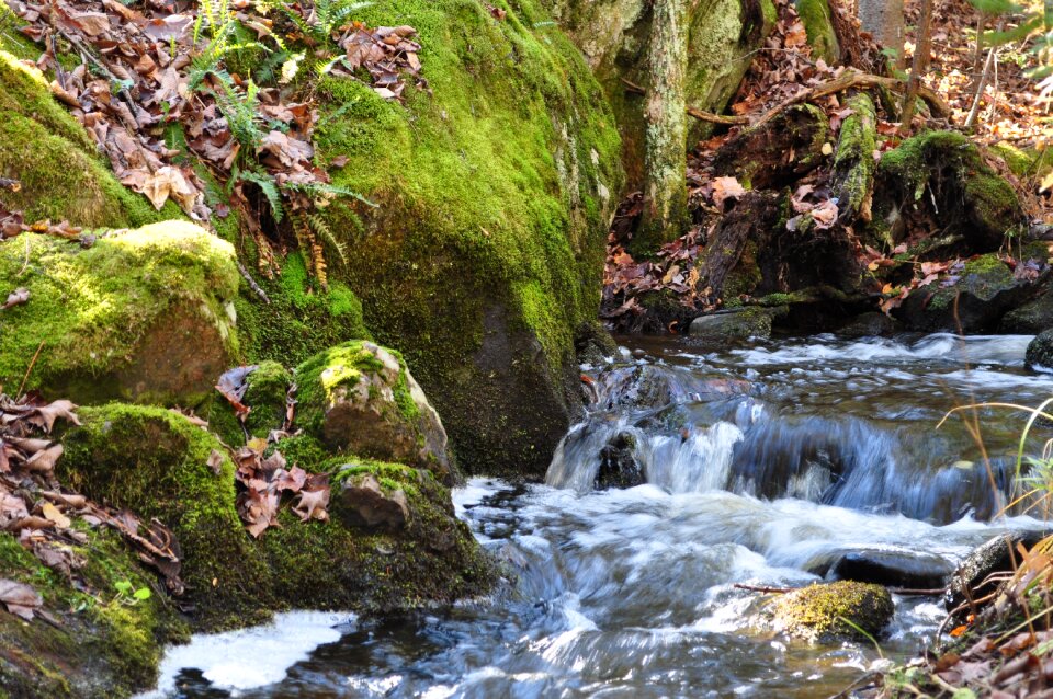 Brook forest photo