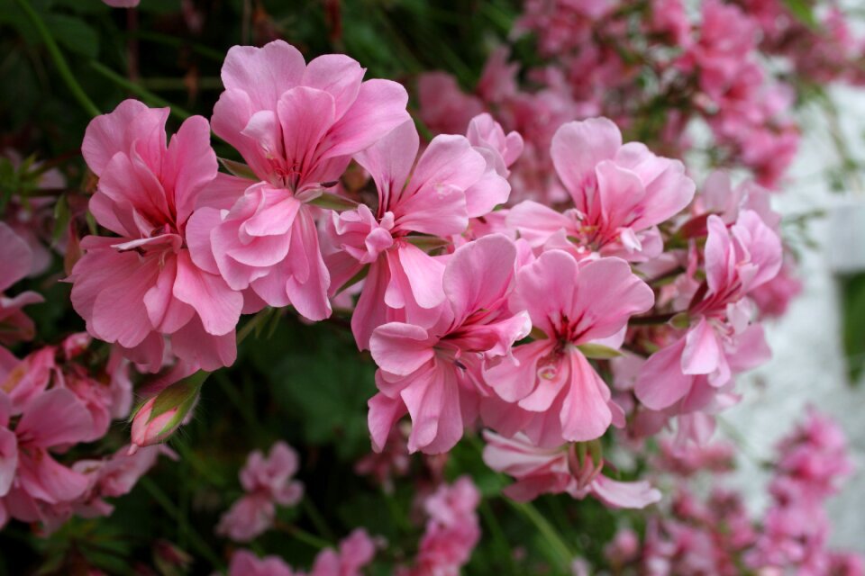 Ireland nature plant