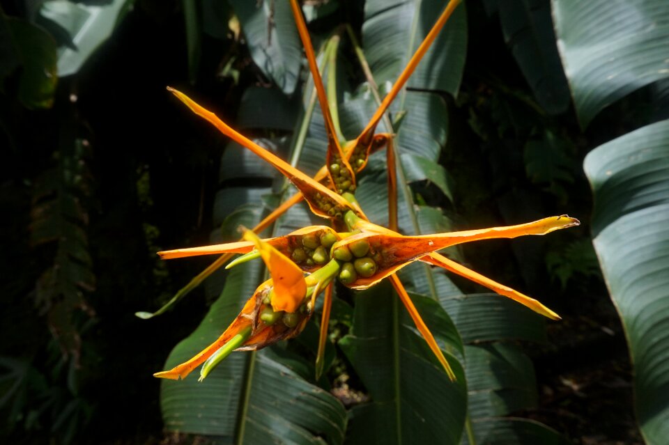 Summer tropic nature