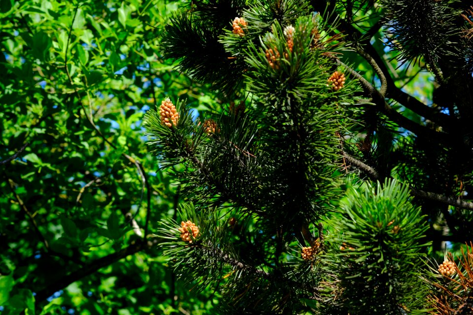 Nature tree brown photo