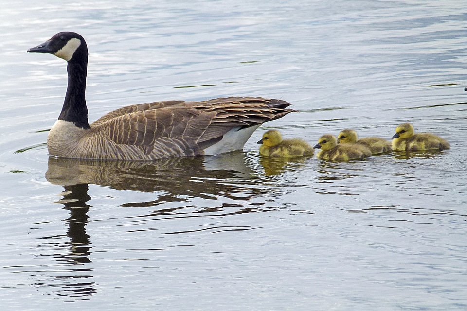 Young geese nature wildlife photo