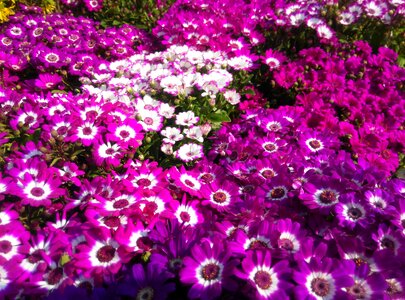 Flower a flower background
