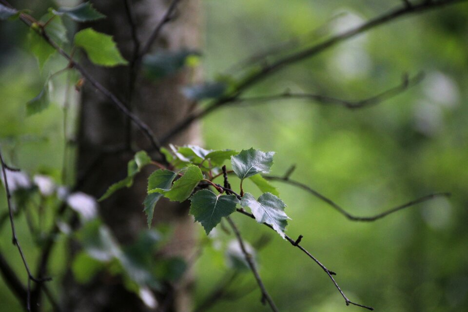 Leaves tree green photo