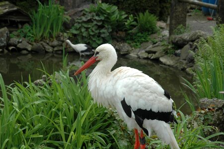 Allgäu rattle stork white stork