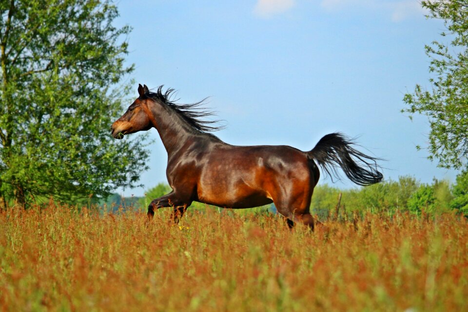 Brown horse mare meadow photo