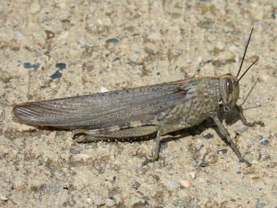 Detail lobster orthopteron