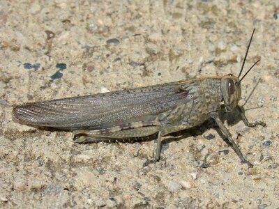 Detail lobster orthopteron