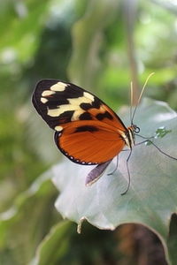 Insect proboscis leaf
