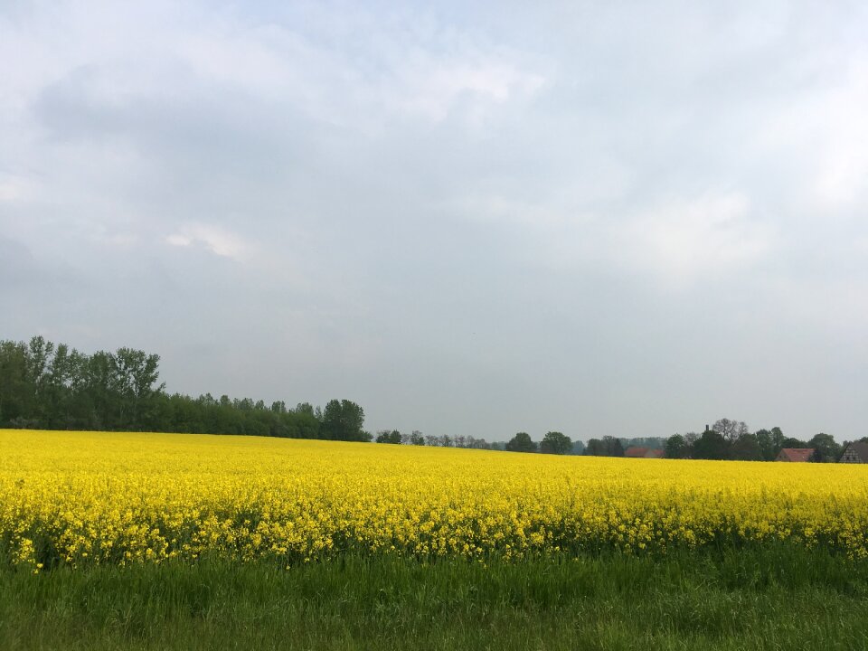 Field landscape nature