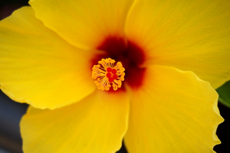 Plant spring floral