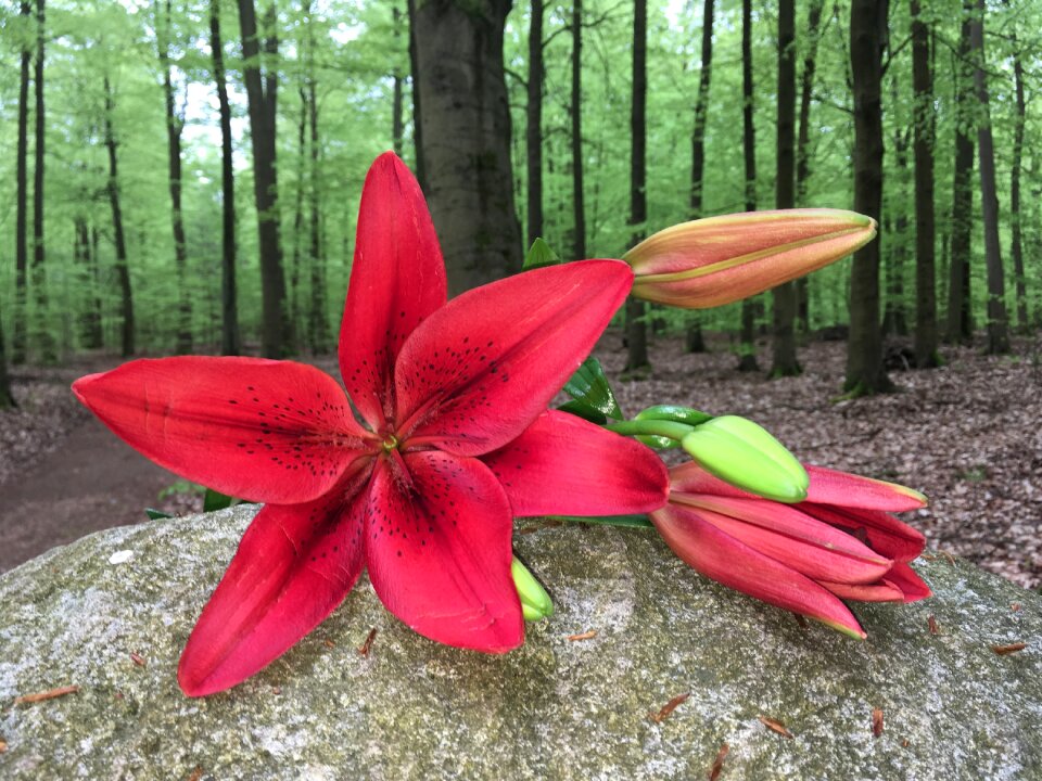 Blossom bloom flower