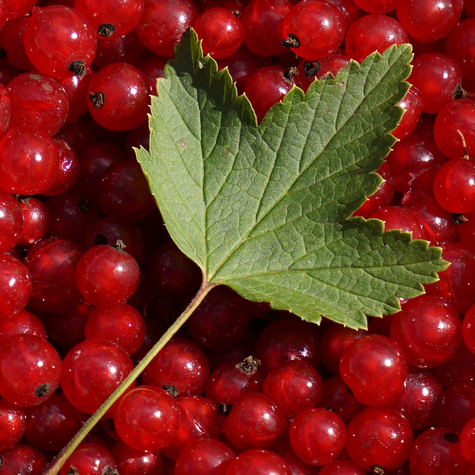 Berry autumn harvest leaf
