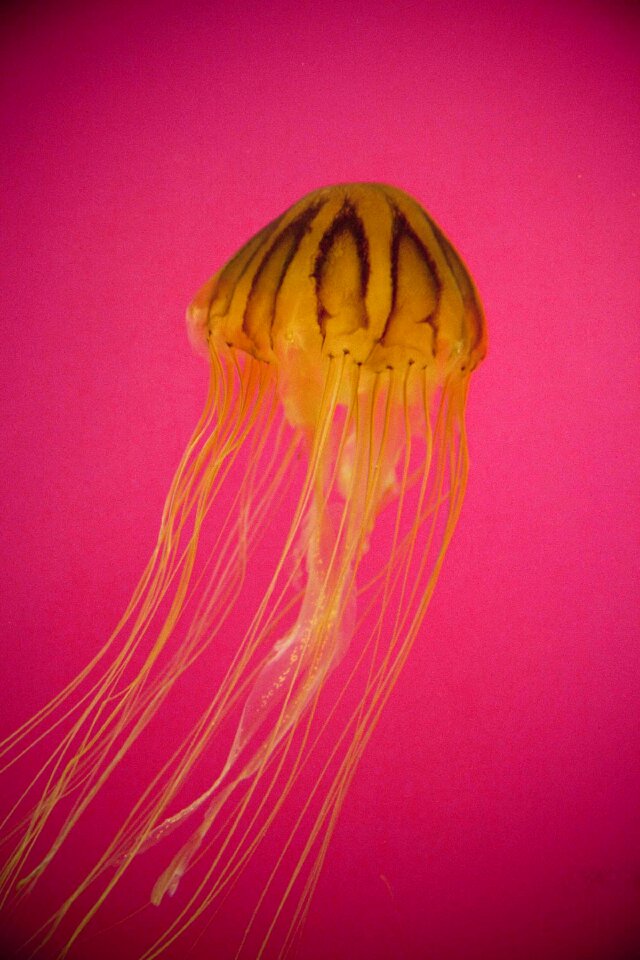 Ocean underwater animal
