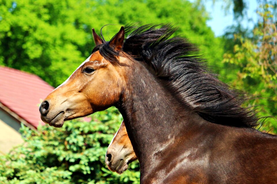 Horse head mane brown