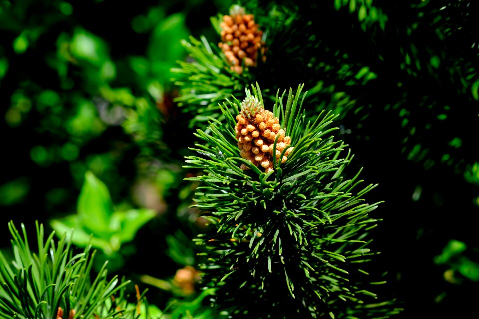 Forest nature brown