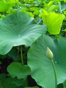 Lotus lotus leaf green photo