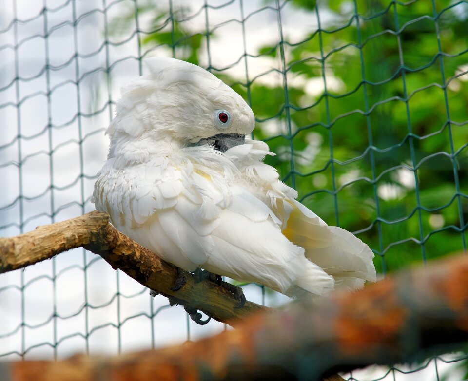 Plumage parrot grid