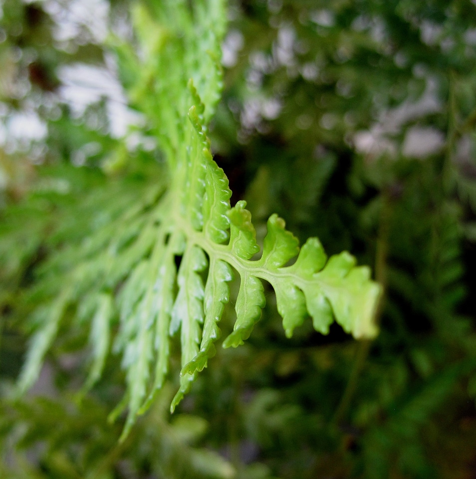 Plant natural botanical
