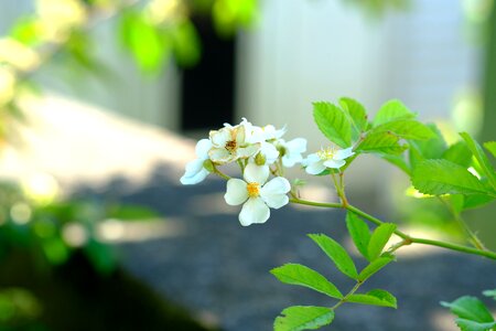 White flower bush white