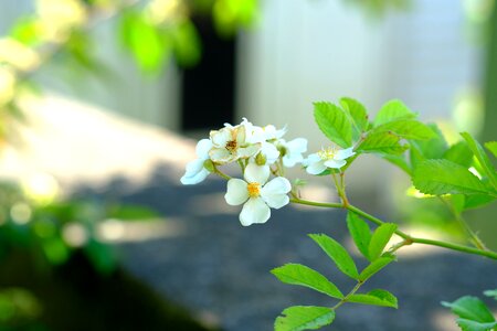 White flower bush white photo